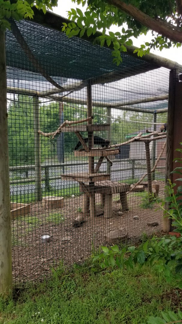 Roer's Zoofari - Tayra