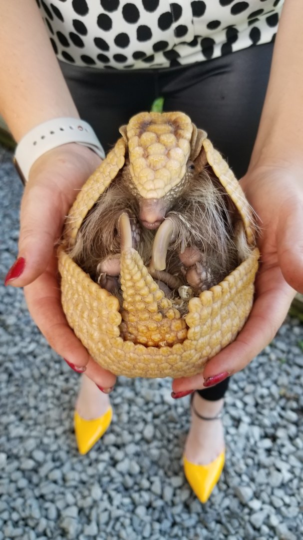 Roer's Zoofari - Three banded armadillo