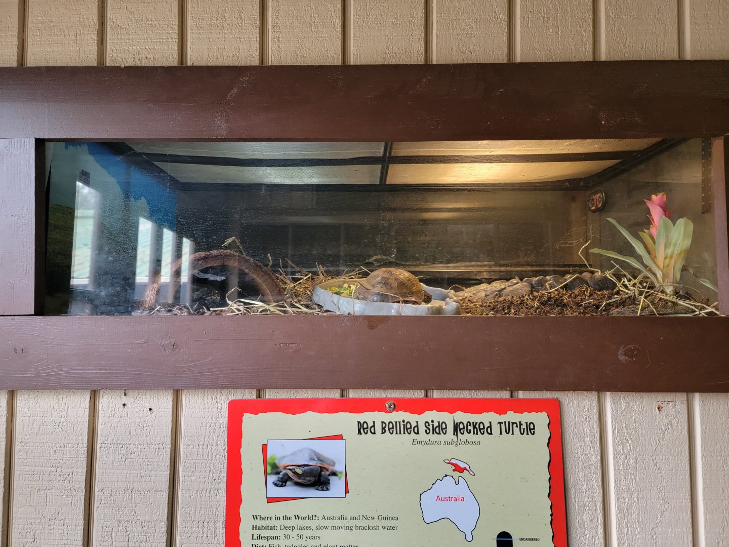 Roer's Zoofari - Tortoise