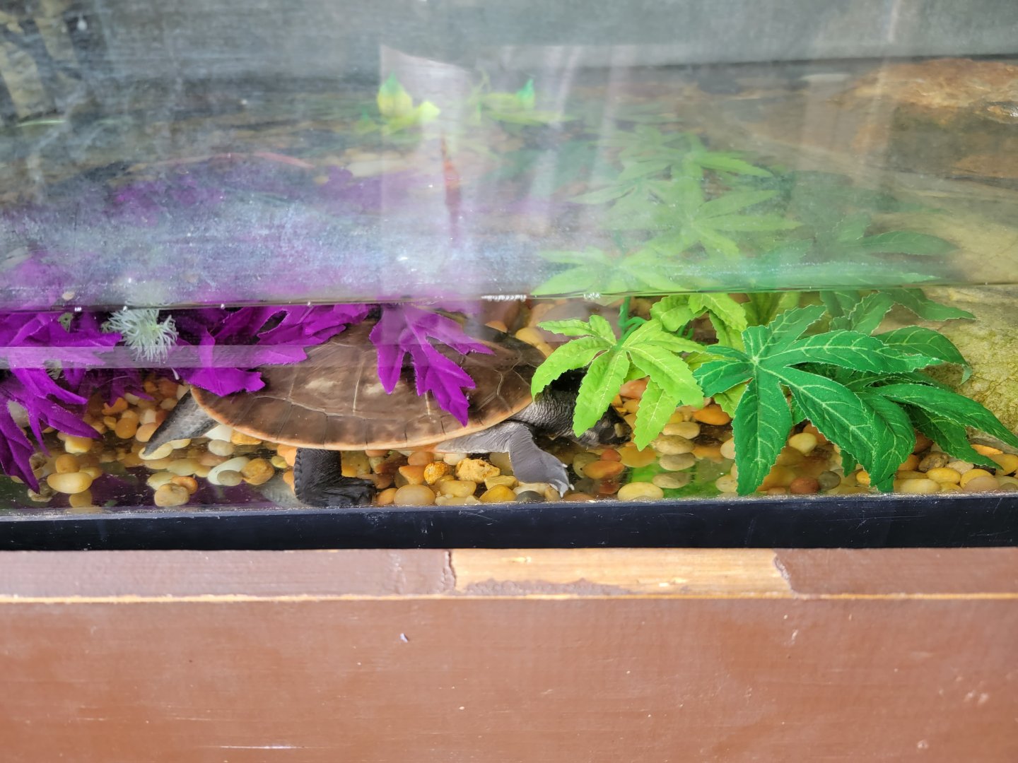 Roer's Zoofari - Turtle