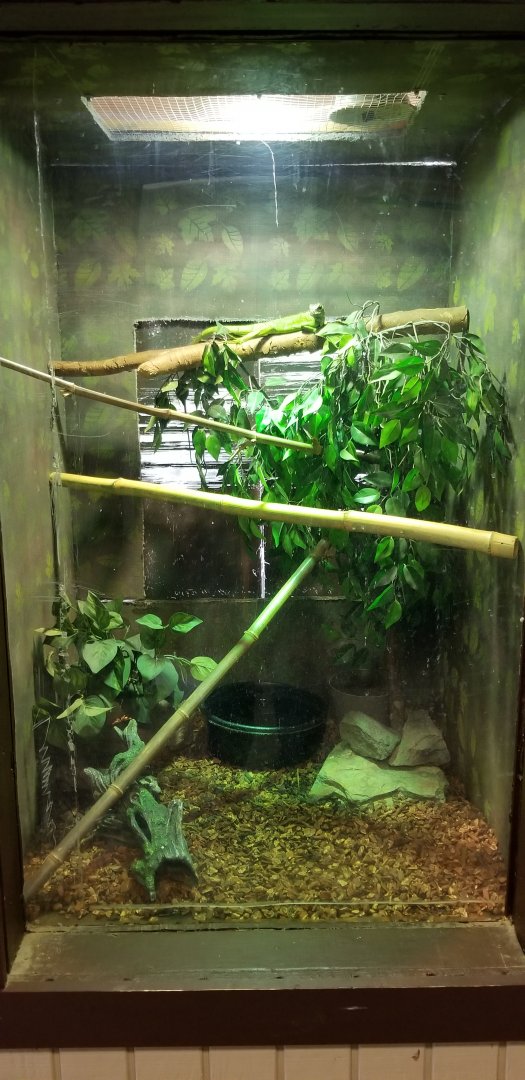 Roer's Zoofari - unsigned, another water dragon?