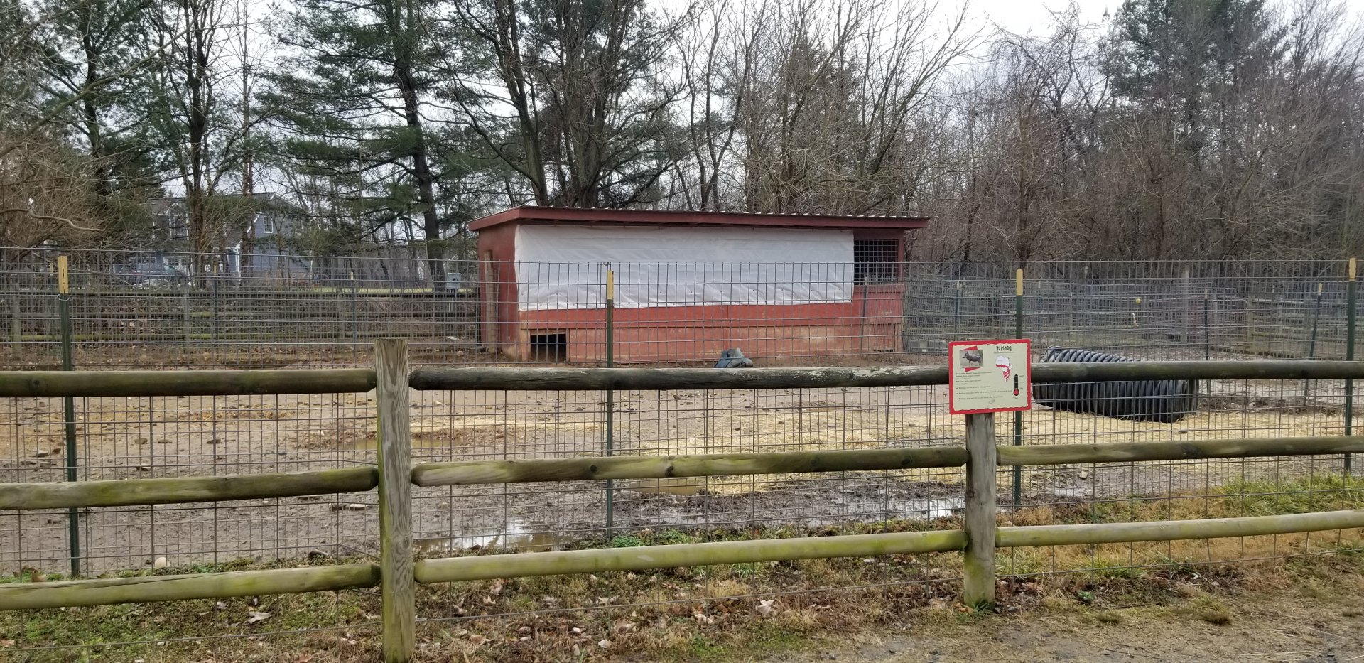 Roer's Zoofari - warthog yard