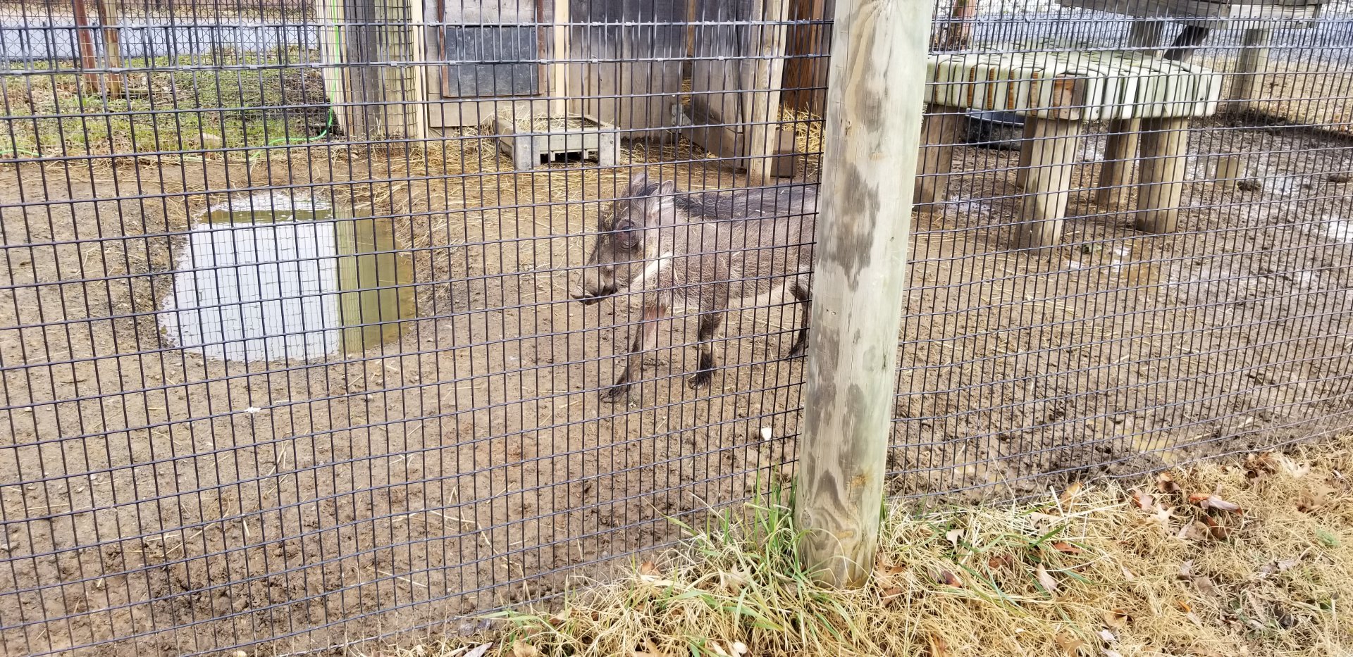 Roer's Zoofari - warthog, young