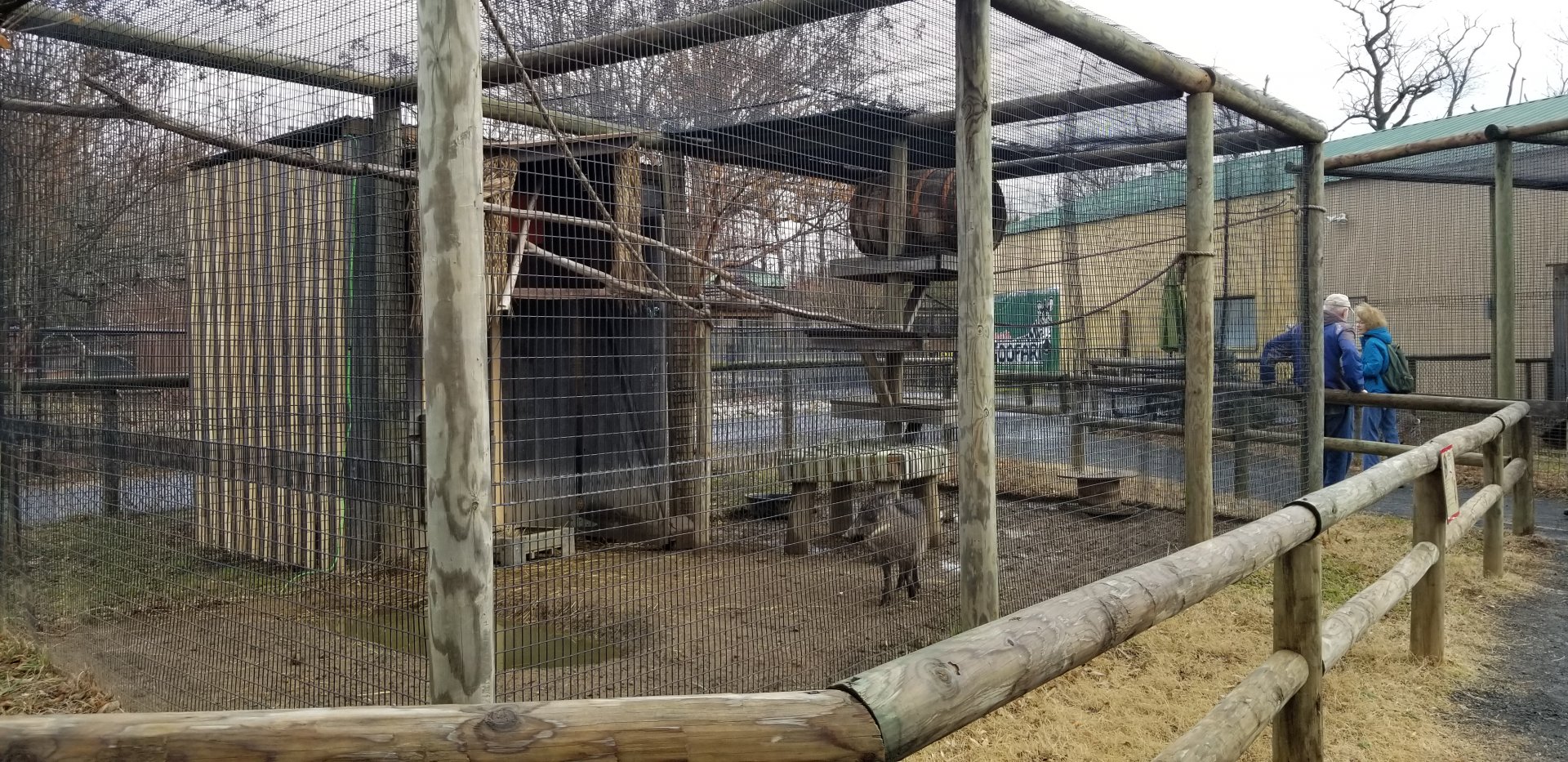 Roer's Zoofari - warthog