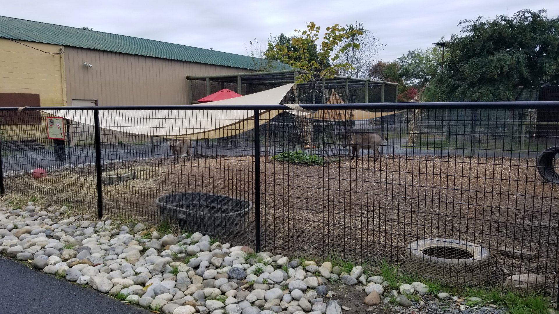 Roer's Zoofari - Warthogs (formerly patagonian mara)