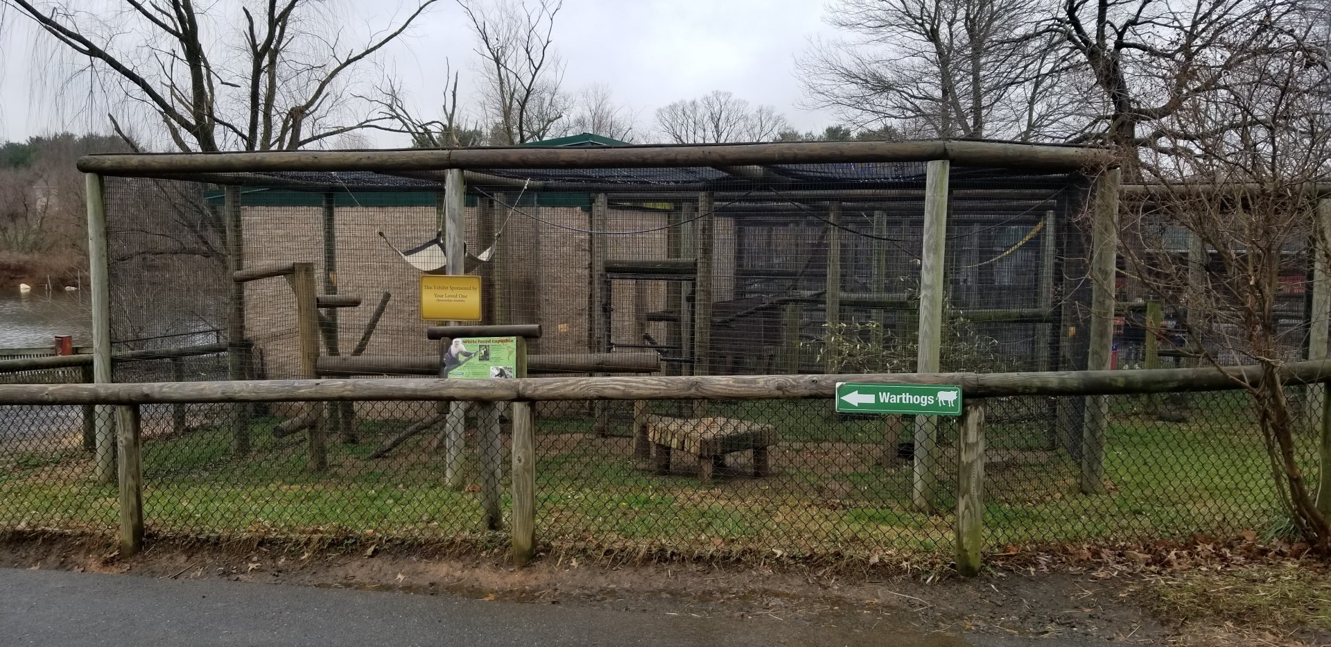 Roer's Zoofari - white-faced capuchin