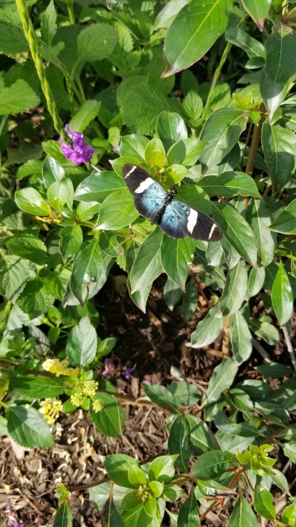 Roer's Zoofari - Wings of Wonder butterfly house