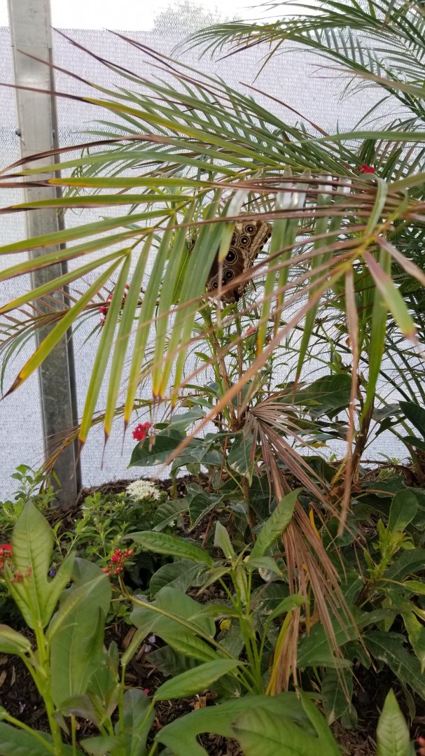 Roer's Zoofari - Wings of Wonder butterfly house