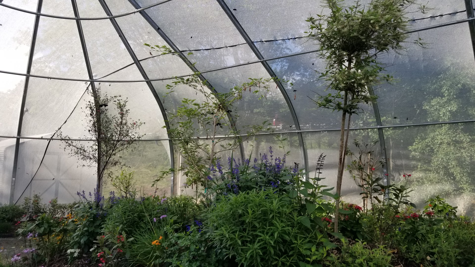 Roer's Zoofari - Wings of Wonder butterfly house