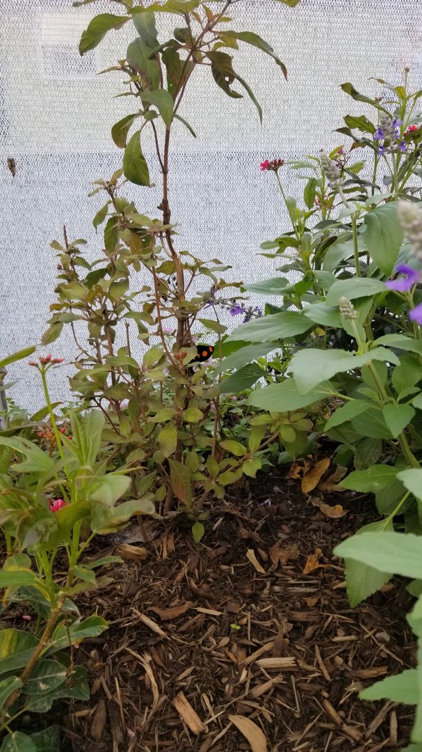 Roer's Zoofari - Wings of Wonder butterfly house