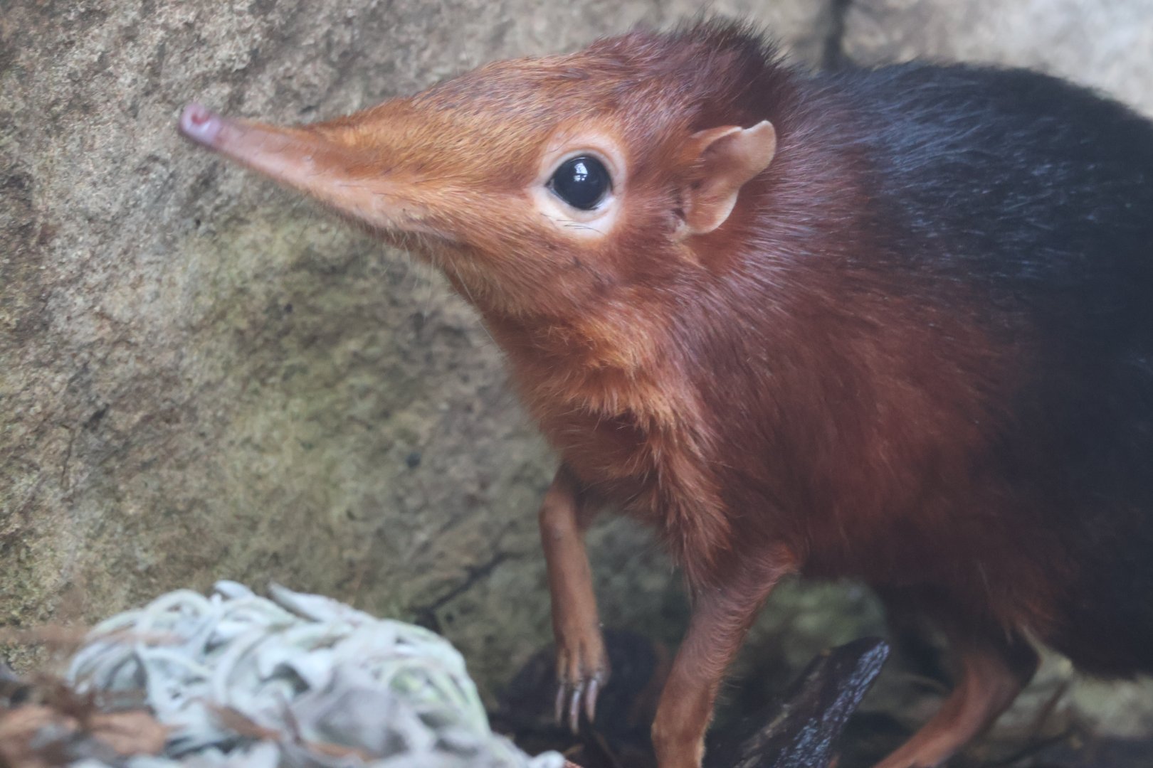Rofous and Black Elephant Shrew