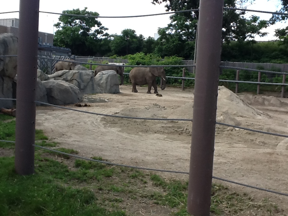 Roger Williams Zoo - African Elephant