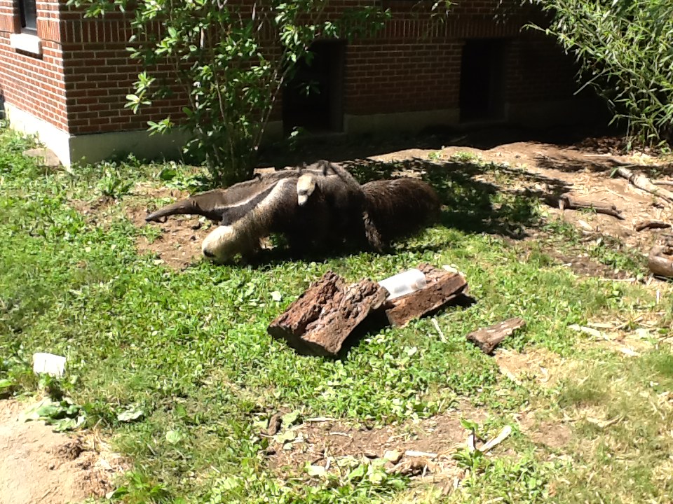 Roger Williams Zoo - Anteater and baby