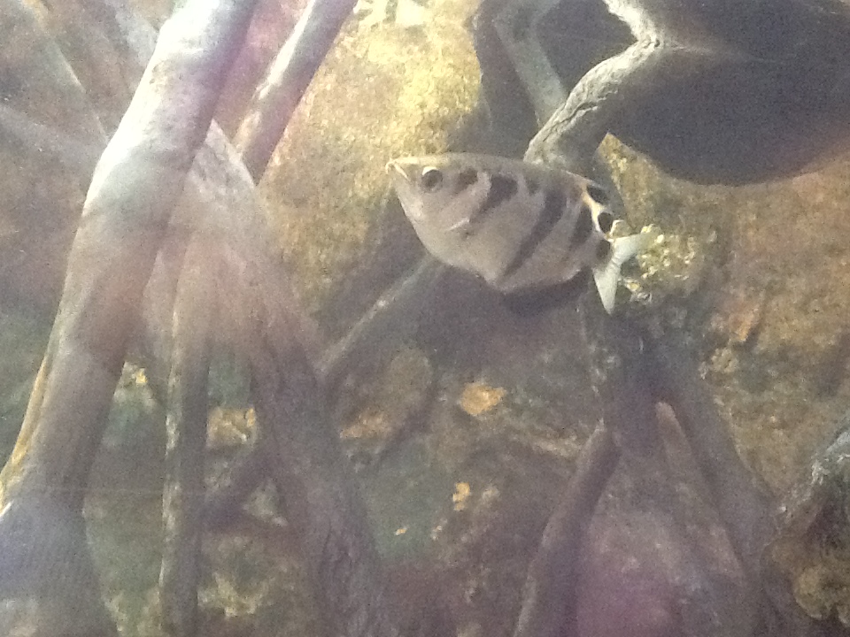 Roger Williams Zoo - Archerfish