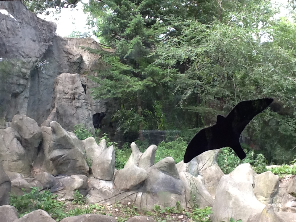 Roger Williams Zoo - Asian Black Bear