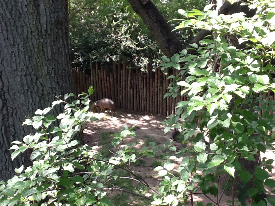 Roger Williams Zoo - Babirussa