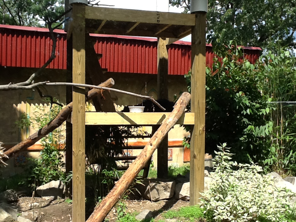 Roger Williams Zoo - Binturong