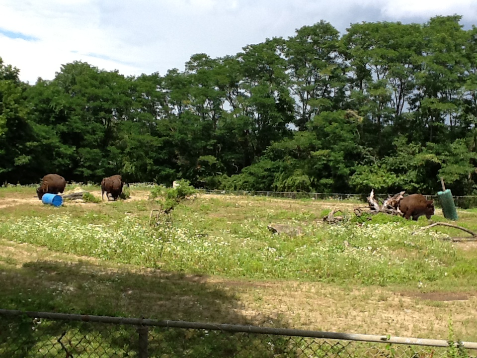 Roger Williams Zoo - Bison
