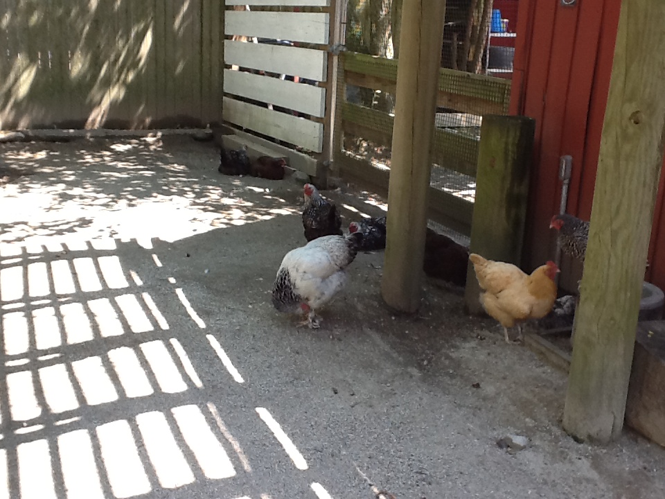 Roger Williams Zoo - Chickens