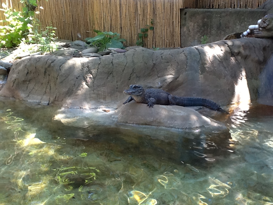 Roger Williams Zoo - Chinese Alligator