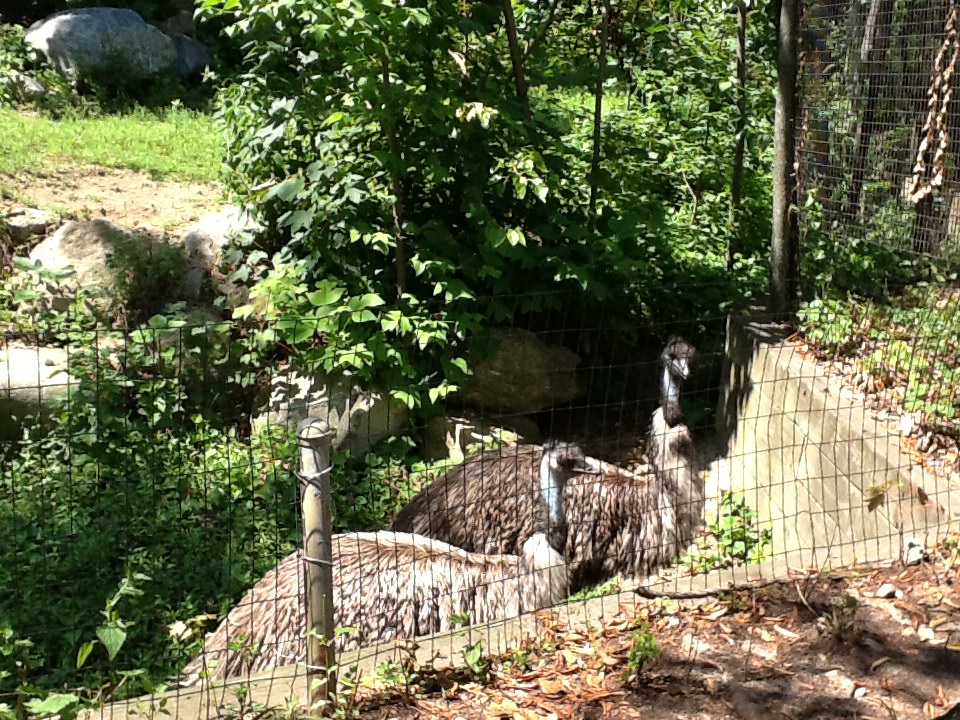 Roger Williams Zoo - Emus