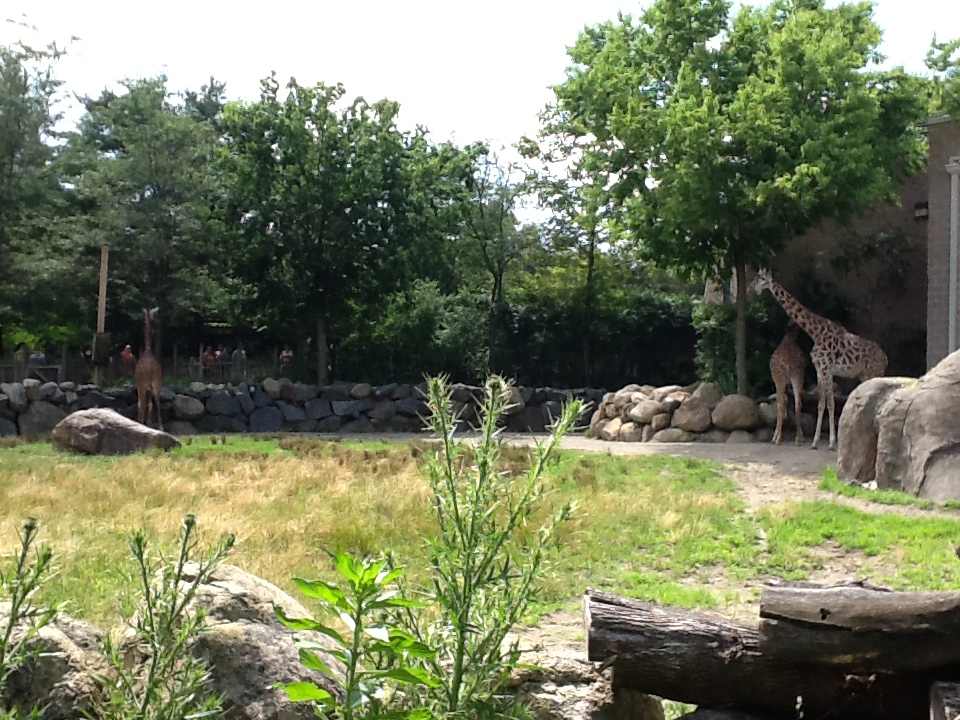 Roger Williams Zoo - Giraffes