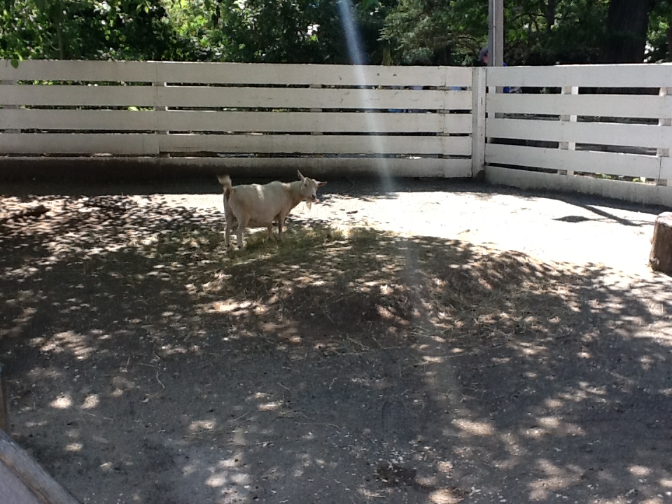Roger Williams Zoo - Goat