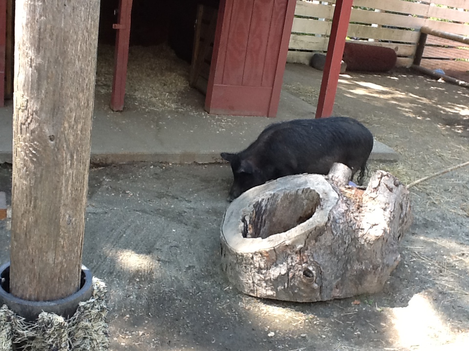 Roger Williams Zoo - Guinea Hog