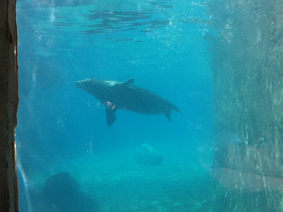 Roger Williams Zoo - Harbor Seal