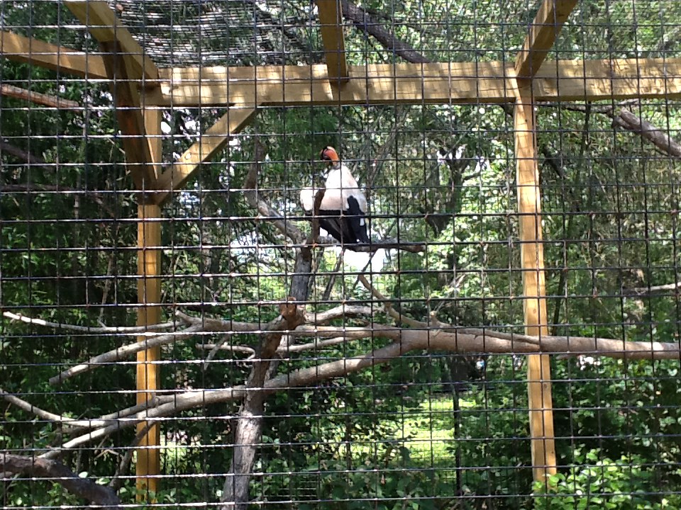 Roger Williams Zoo - King Vulture