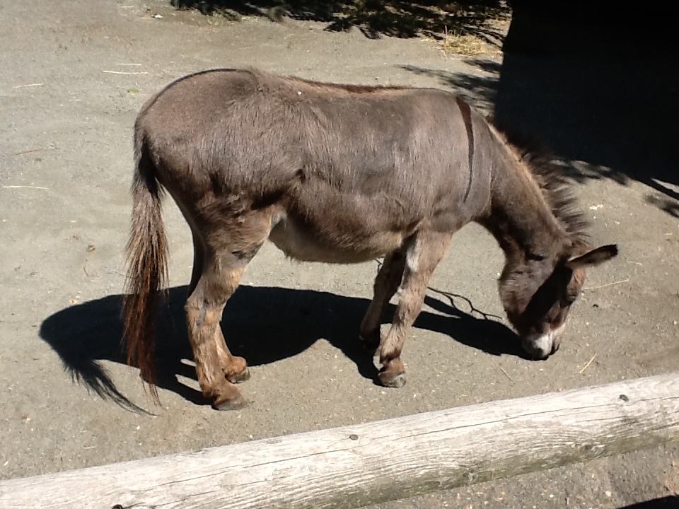 Roger Williams Zoo - Miniature Donkey