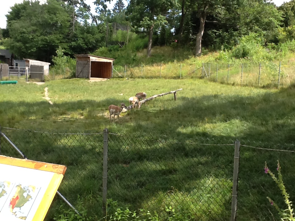 Roger Williams Zoo - Pronghorns