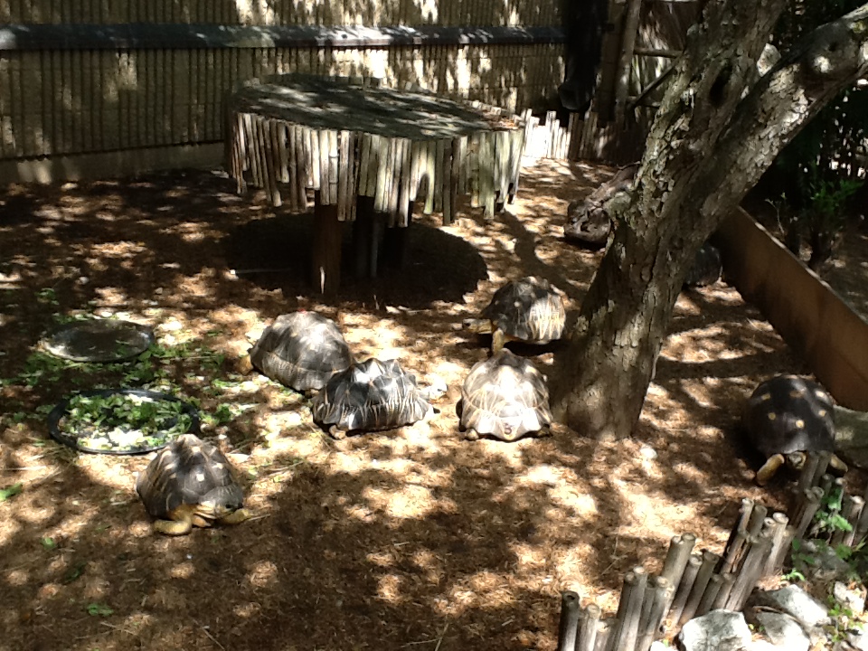 Roger Williams Zoo - Radiated Tortoises