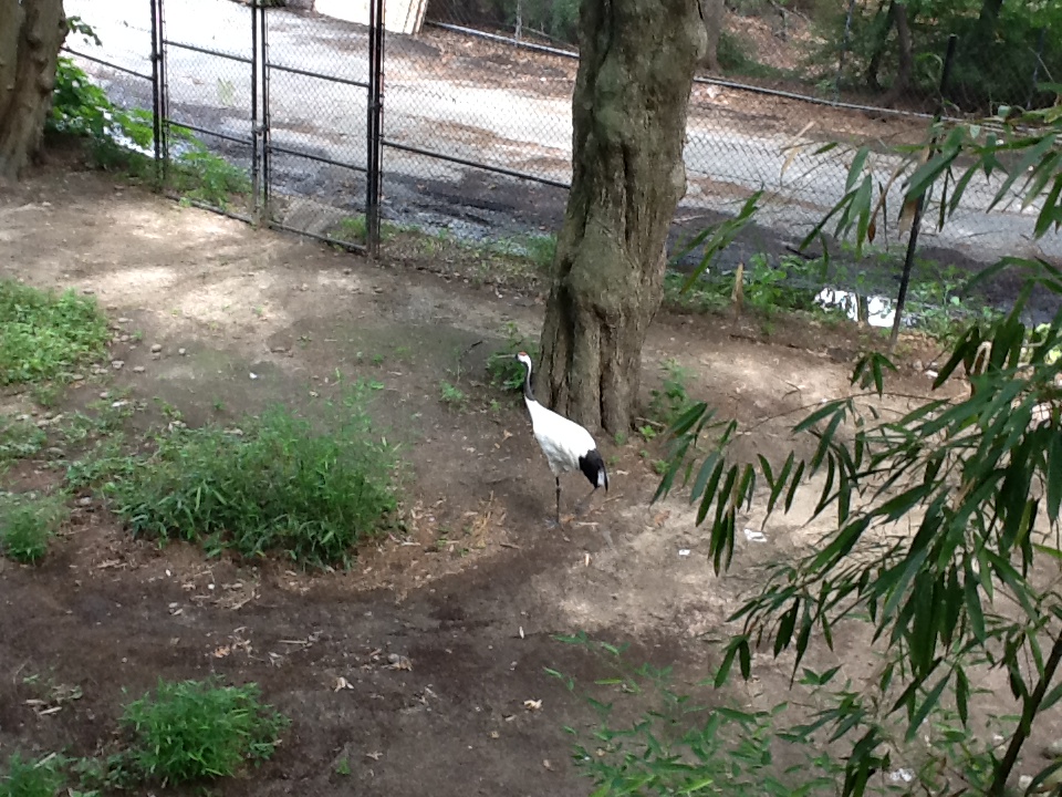 Roger Williams Zoo - Red-Crowned Crane