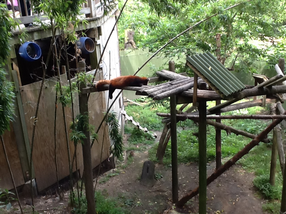 Roger Williams Zoo - Red Panda