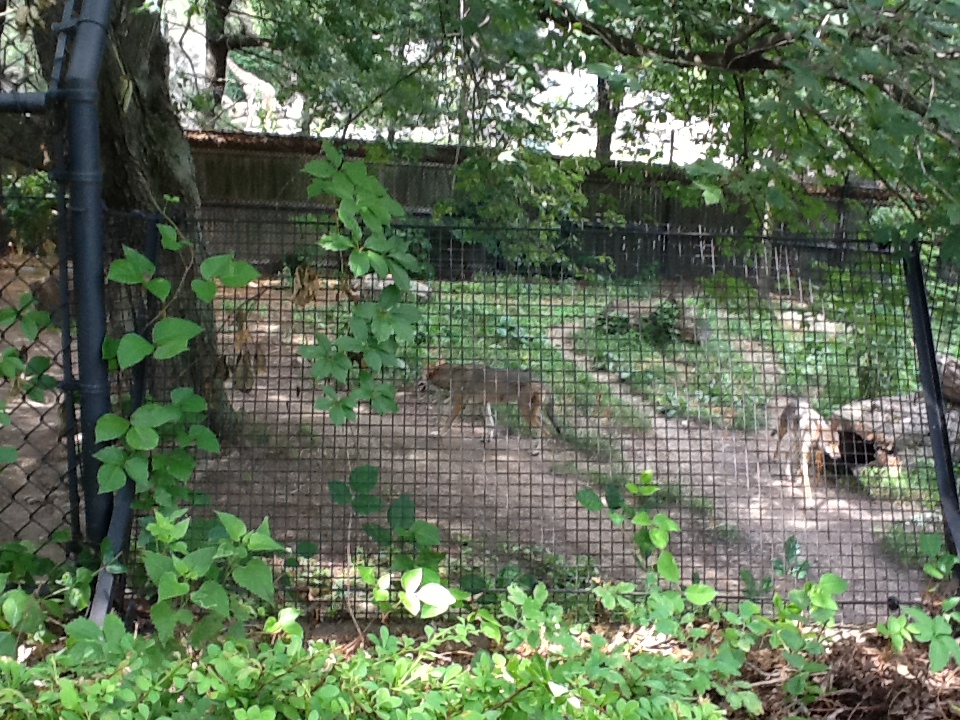 Roger Williams Zoo - Red Wolf