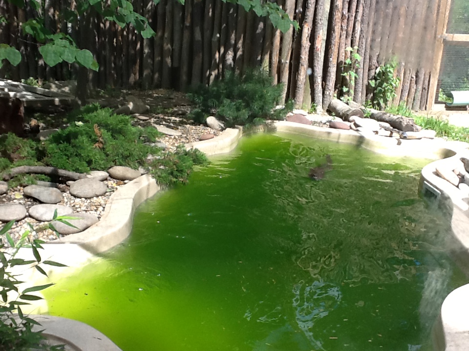 Roger Williams Zoo - River Otter