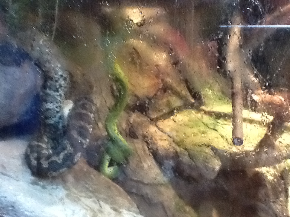 Roger Williams Zoo - Snakes