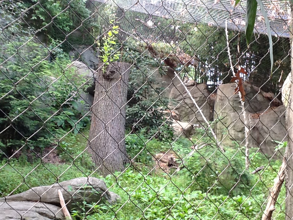 Roger Williams Zoo - Snow Leopard