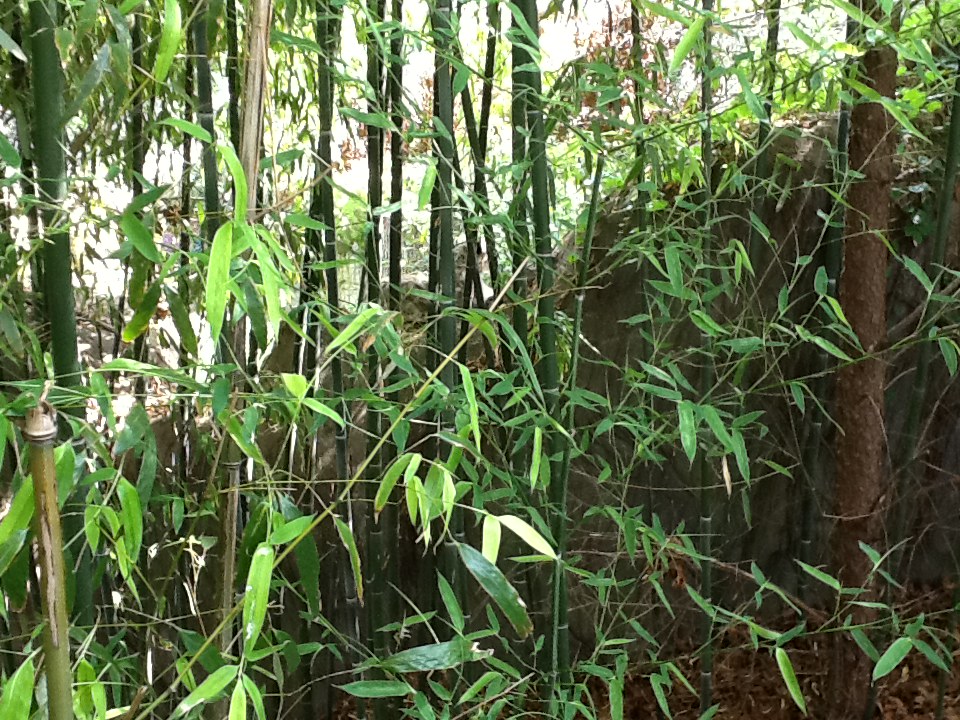 Roger Williams Zoo - Snow Leopard
