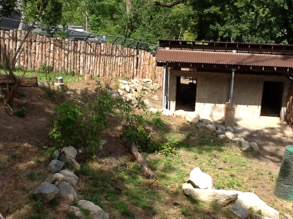 Roger Williams Zoo - Takins