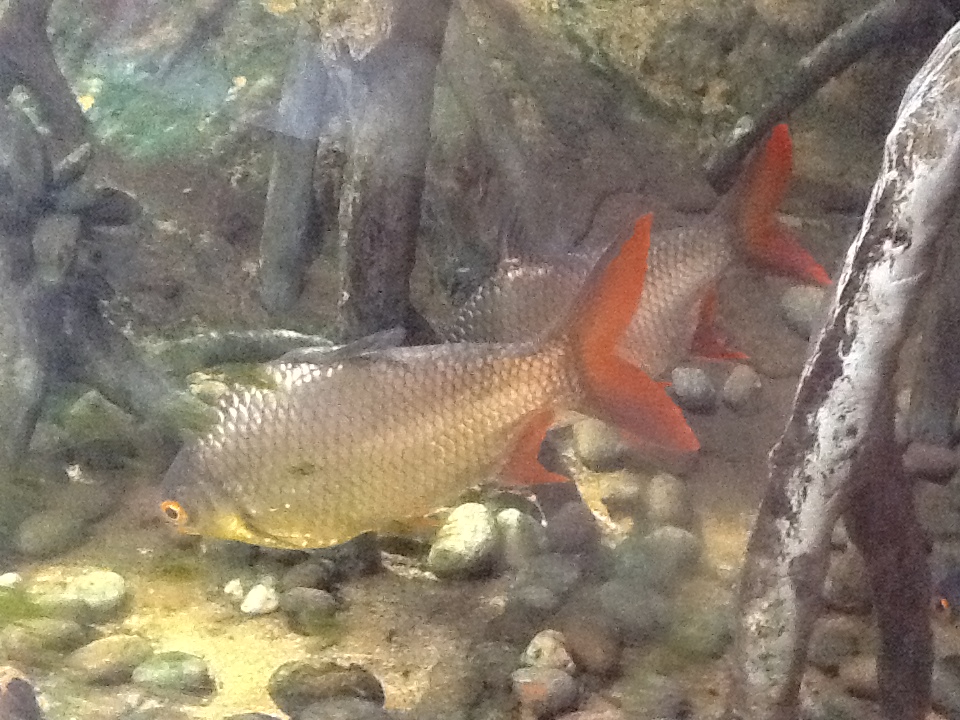 Roger Williams Zoo - Tinfoil Barbs