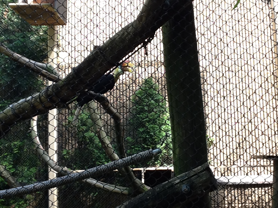 Roger Williams Zoo - Wrinkled Hornbill