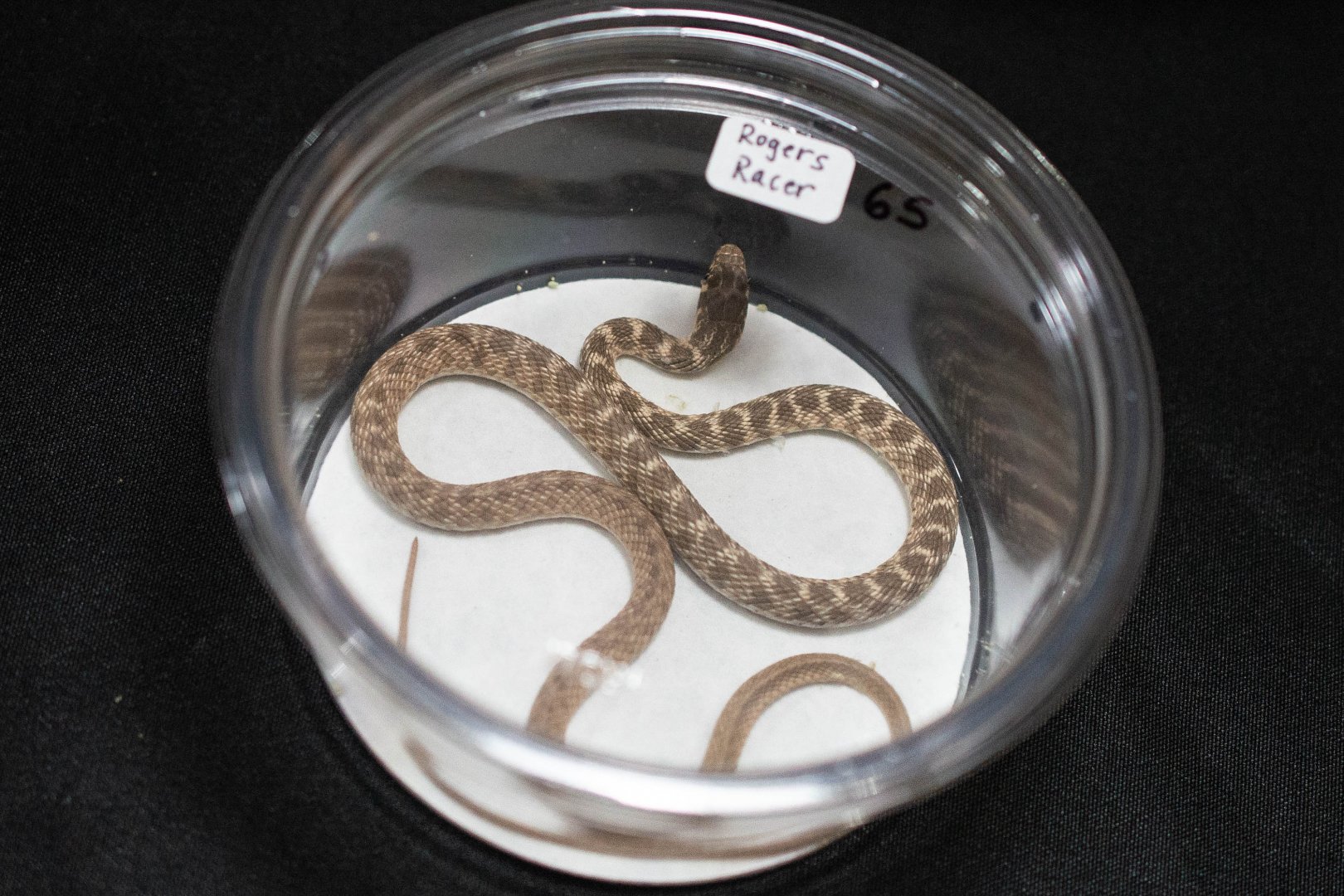 Roger's Racer- Platyceps rogersi