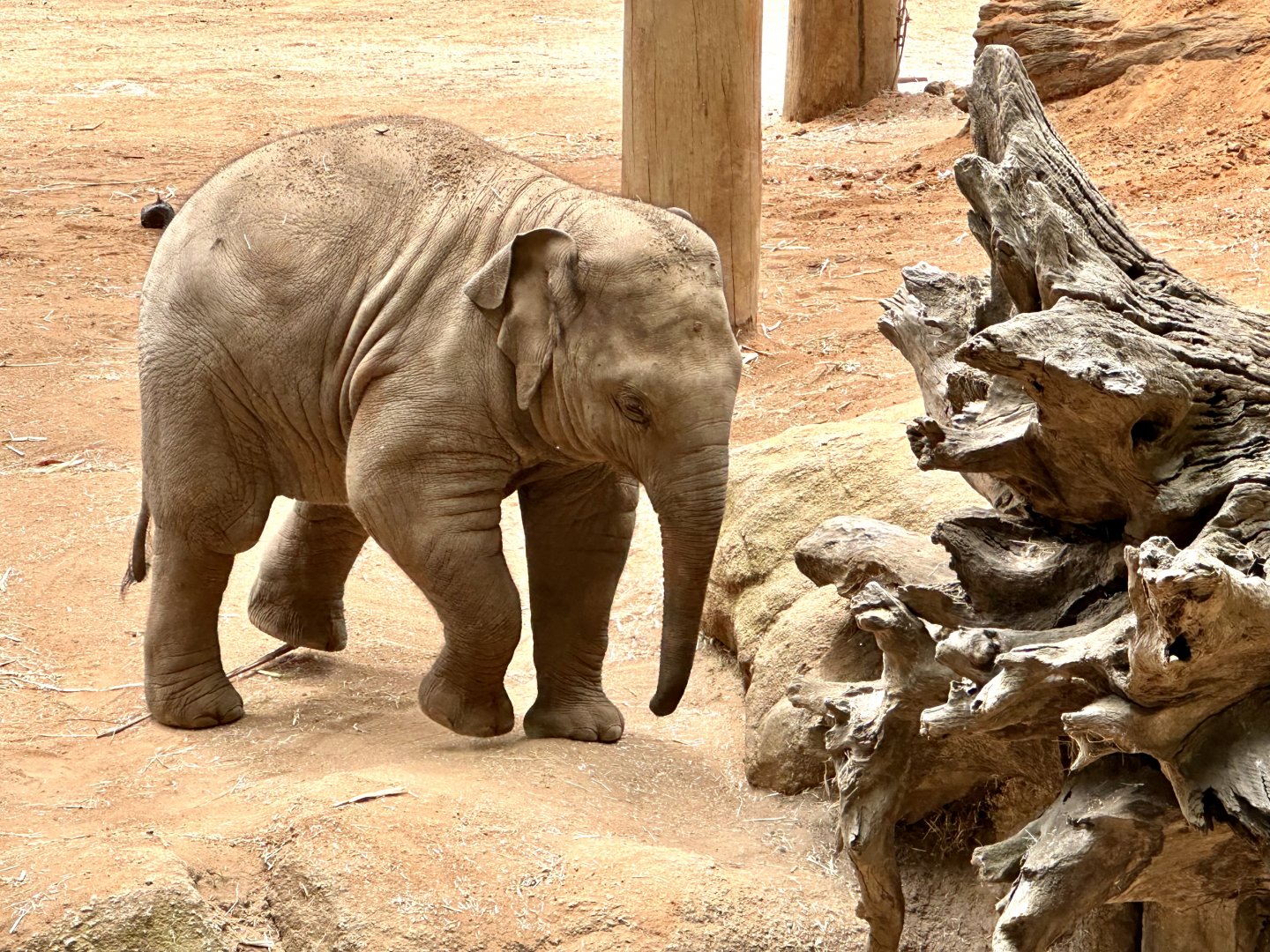 Roi Yim (12 months old)