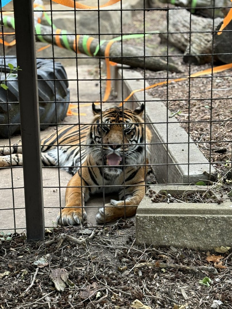 Rojo, Sumatran Tiger