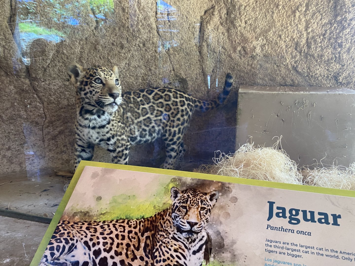 Rojo the Jaguar Cub