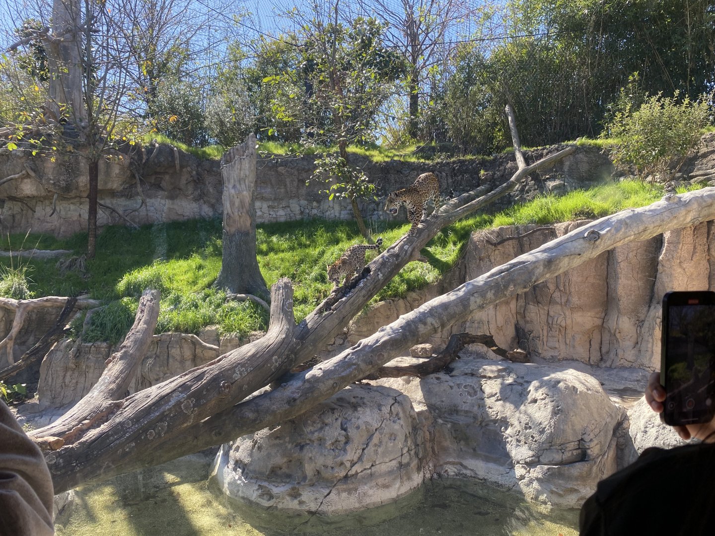 Rojo’s first day out