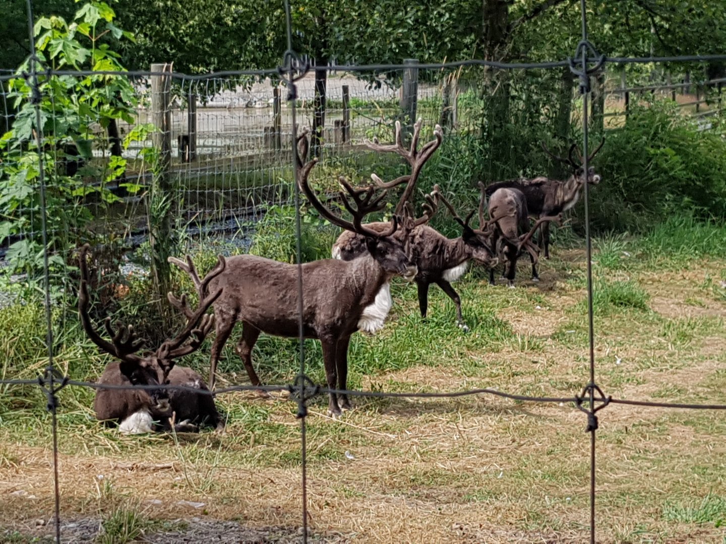 Rolan, Remy, Rylai, Raina, Moxie - Reindeers