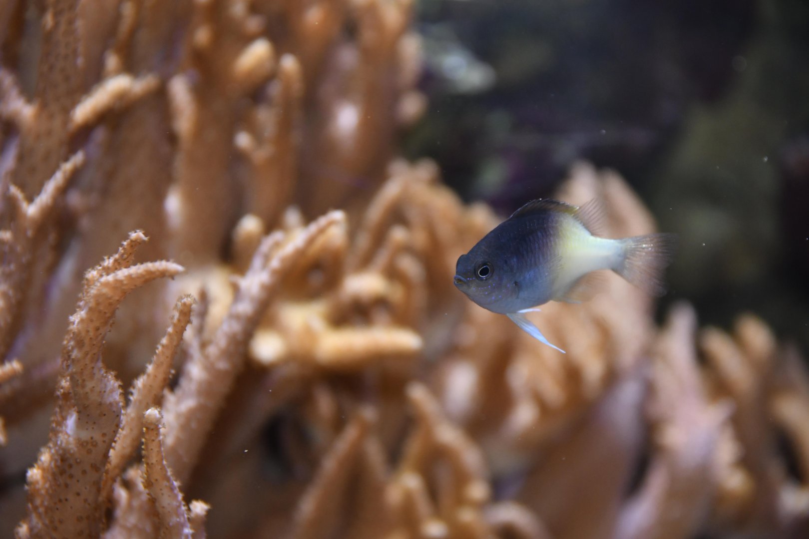 Rolland's demoiselle (Chrysiptera rollandi)
